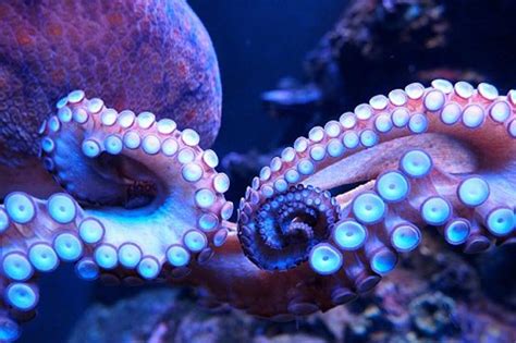 Abdopus aculeatus has one of the most complex sexual behaviors among octopuses. In this species, a male will guard a female from other males, typically while staying in a den in tentacle's reach ...